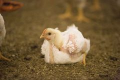 Ross 308 er snart historie i Norge.