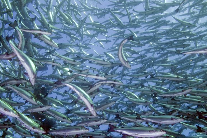 Norsk laks i oppdrett