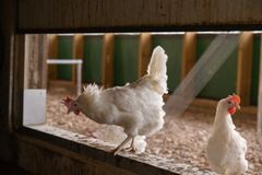 Høner på Øvre Sulutvedt gård.