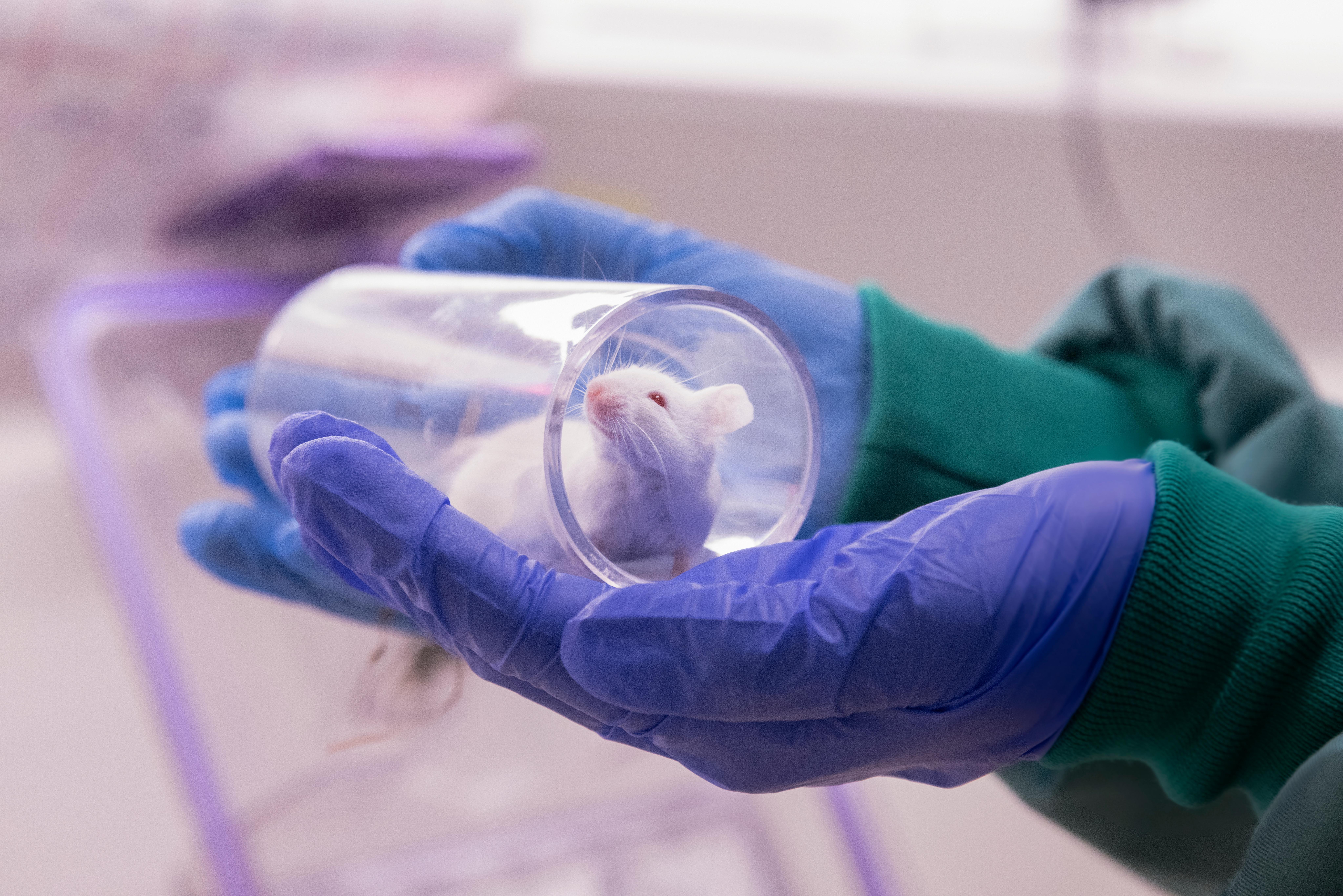 Regjeringen oppretter nasjonalt senter for alternativer til dyreforsøk