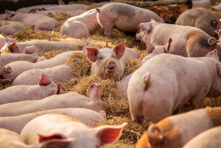 Grisene har dobbelt så mye plass, et mykt sted å hvile og mer naturlig lys.