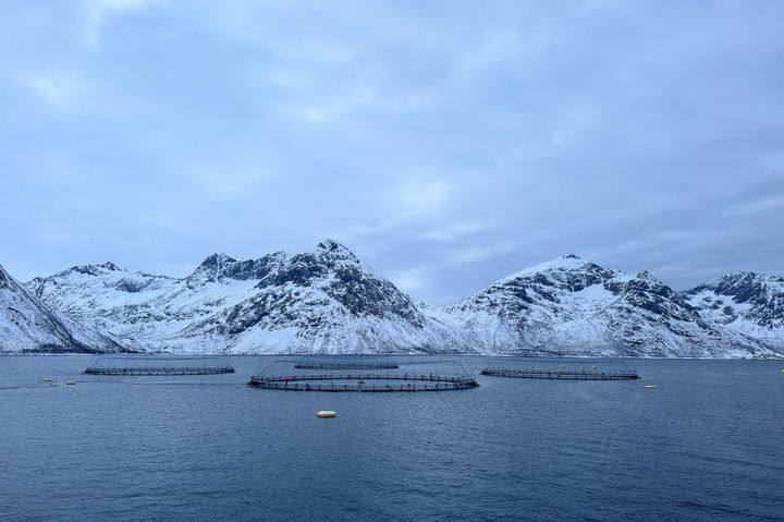 Oppdrettsanlegg i Lerøy Aurora, som deler erfaringer med tiltak som gir bedre fiskevelferd i praksis.