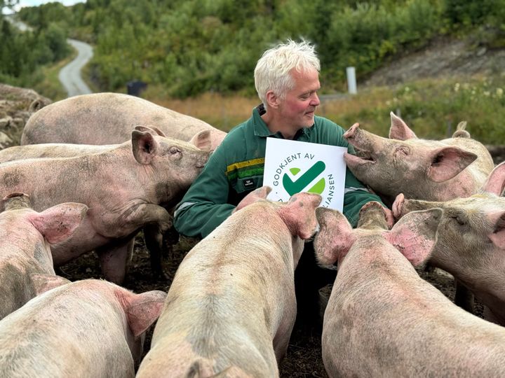 Knut Ødegaard sammen med grisene på utebeite. Stølsvidda har nå fått Dyrevernmerket.