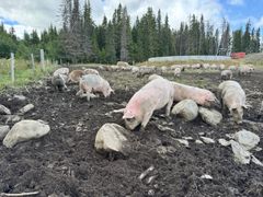 På utebeite får grisene god plass til å bevege seg, rote i bakken og utøve naturlig adferd.