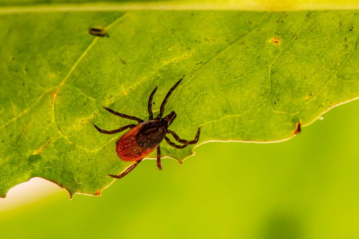 Mange blir bitt av flåtten hvert år. Noen blir langvarig syke. Foto: Unsplash.