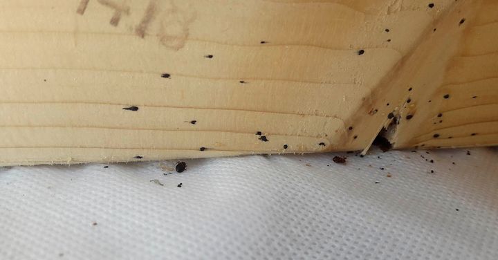 Mørke ekskrementflekker, som på bildet her, er et typisk tegn på veggedyr. Se etter slike på overnattingssteder i sommer.