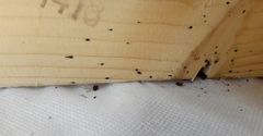 Mørke ekskrementflekker, som på bildet her, er et typisk tegn på veggedyr. Se etter slike på overnattingssteder i sommer.
