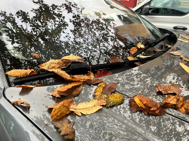 Uskyldige blader i fine høstfarger kan tette dreneringshullene på bilen din.