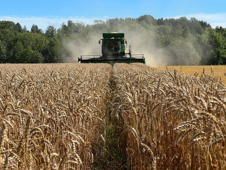 – Norsk kornproduksjon er helt avgjørende både for matsikkerhet og beredskap. Skal vi nå målene om økt sjølforsyning, må det bli mer lønnsomt å produsere de vekstene markedet faktisk trenger, sier styreleder Jens Lippestad i Felleskjøpet Agri.