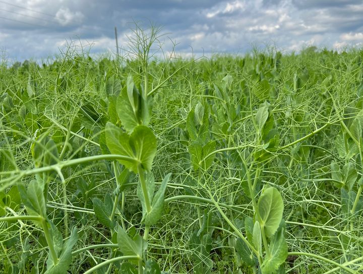 Erteåker i Nannestad på Romerike.