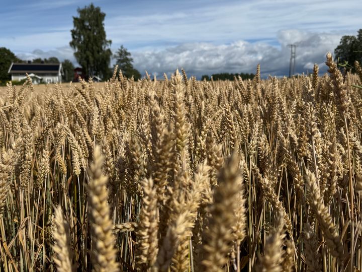 Markesregulator prognoserer god tilgang på norsk korn, med en samlet produksjon som ligger seks prosent over fjoråret og 13 prosent over femårssnittet. Bildet viser hveteåker i modning på Stange i Innlandet.