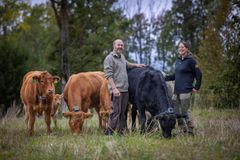 Manuela og Jakob Volent driver Værby Gård i Asker. De dyrker korn og proteinvekster, og har ammekuer, høner og sau.