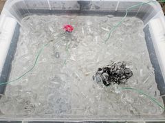 Kjøling i isvann, 0,33 liters boks og 1,5 liters flaske.