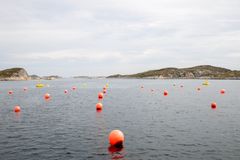 Et nytt tareanlegg etableres nå i Frohavet utenfor Frøya på Trøndelagskysten. De første kimplantene er satt ut på liner i sjøen. Sjøanlegget skal blant annet brukes til å teste hvordan storskala taredyrking kan bli en kostnadseffektiv løsning for karbonfjerning. NB Dette anlegget er ikke anlegget i Frohavet, men et annet anlegg utenfor Frøya.