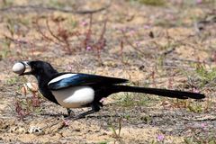 Kråkefugler, som skjærer, er ivrige reirplyndrere. Samtidig er de skeptiske til alt som er nytt. Nå har forskerne sett på hvordan plastbiter i reir kan hindre eller forsinke at reiret blir plyndret.