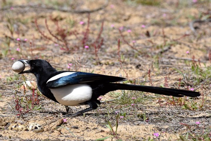 Kråkefugler, som skjærer, er ivrige reirplyndrere. Samtidig er de skeptiske til alt som er nytt. Nå har forskerne sett på hvordan plastbiter i reir kan hindre eller forsinke at reiret blir plyndret.