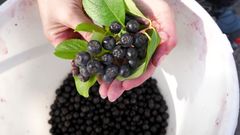 Svartsurbær inneholder store mengder polyfenoler, blant annet flavonoider.