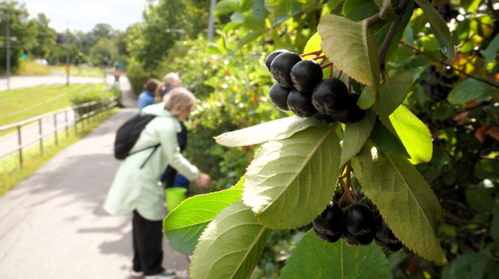 – De smaker litt som vin, mener bærplukkerne, men svartsurbær har helende egenskaper.