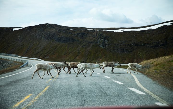 Reinsdyr over en vei