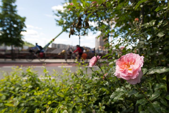 Blomst med vei i bakgrunnen