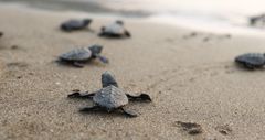 Baby seaturtles crawling in a beach