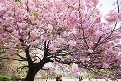 Kirsebærtreblomstring, Sakura i Tokyo Japan
