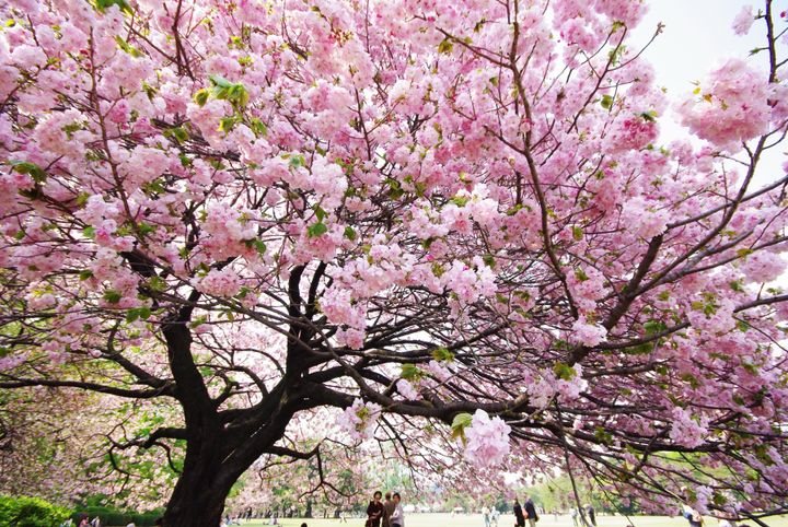 Kirseb%E6rtreblomstring%2C%20Sakura%20i%20Tokyo%20Japan
