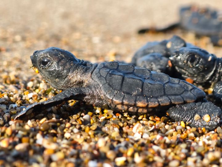 Turtle released to the sea