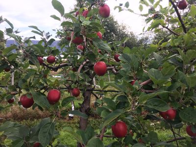 Det er forventet over 11000 tonn epler i år. Det vil være den største avlingen på over 10 år.