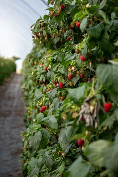 I tunell kan det dyrkes bringebær til langt ut i september