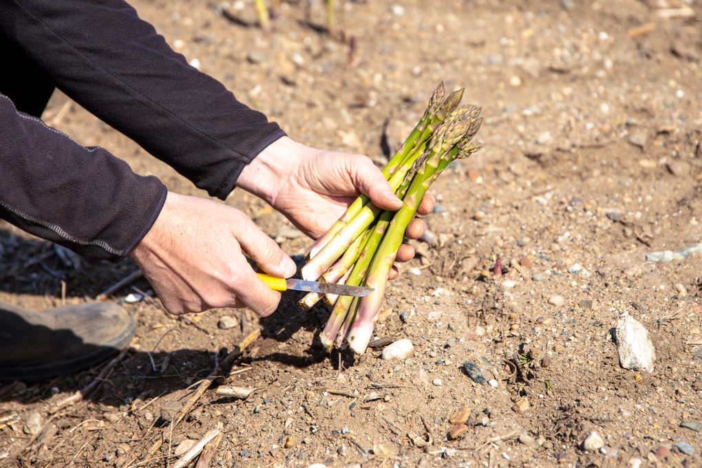 Husk og kutt 1-2 cm av bunnen på aspargesen