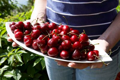 Årets frukprognose lover godt for norske moreller