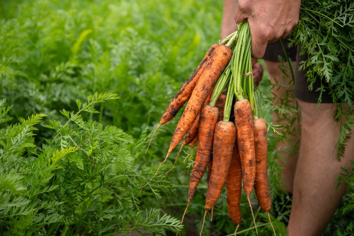NM i frukt og grønt dagligvare; nå premieres bransjens beste på økologisk frukt og grønt.