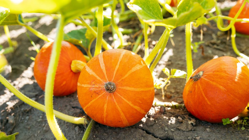 Halvparten av Halloweengresskaret havner i søpla. – Synd, sier ernæringsrådgiver, for innmaten kan brukes akkurat som hokkaidogresskar.