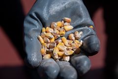 I november 2022 fikk den første forsendelsen av mer enn 26 000 tonn ukrainsk mat under kornavtalen «Black Sea Grain Initiative» grønt lys for å fortsette mot Libanon. Russland truer nå med å trekke seg fra avtalen som går ut 18. mai 2023. Foto: OCHA/Levent Kulu.