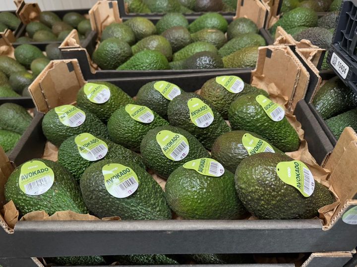 Coops nye modningsteknologi sørger for jevnere kvalitet og lengre holdbarhet på avokadoen.