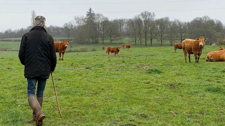 Limousin storfe er kjent for mørt kjøtt og høy kvalitet – nå blir rasen tilgjengelig i dagligvare gjennom Coop Mega.