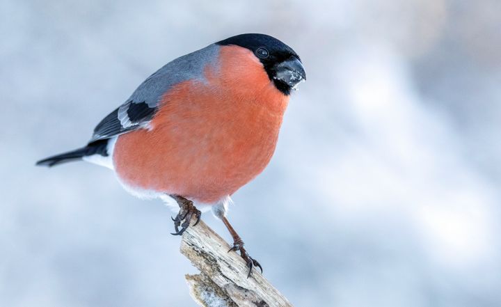 Dompap (bildet) har aldri før blitt påvist i så store mengder som i år under Hagefugltellingen. Foto: Frode Falkenberg / BirdLife Norge