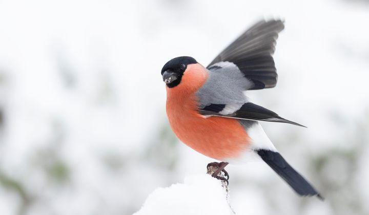 Dompap (bildet) hadde et godt år under Hagefugltellingen i fjor. Hva viser tellingen i 2025? BirdLife Norge inviterer til telledugnad for å finne det ut 25. og 26. januar 2025. Foto: Frode Falkenberg / BirdLife Norge.