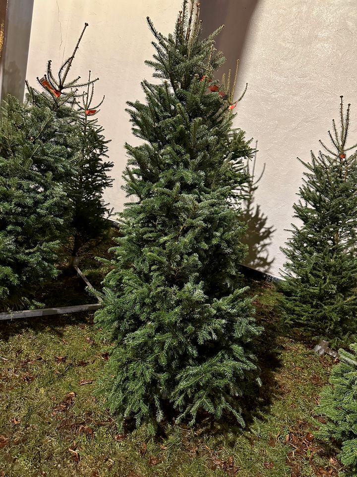 Juletreet som passer deg perfekt