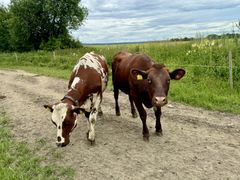 To melkekyr utendørs