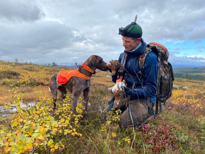 Glad fuglehund på rypejakt