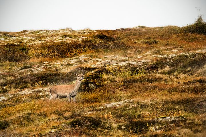 Hjorten er sky og kamufleres godt i terrenget