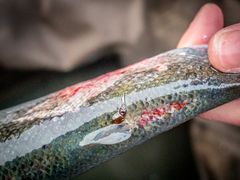 Lakselus dreper villfisken