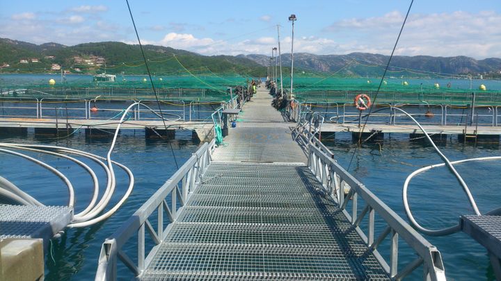 Produksjonen av oppdrettsfisk øker tross røde og gule lys.