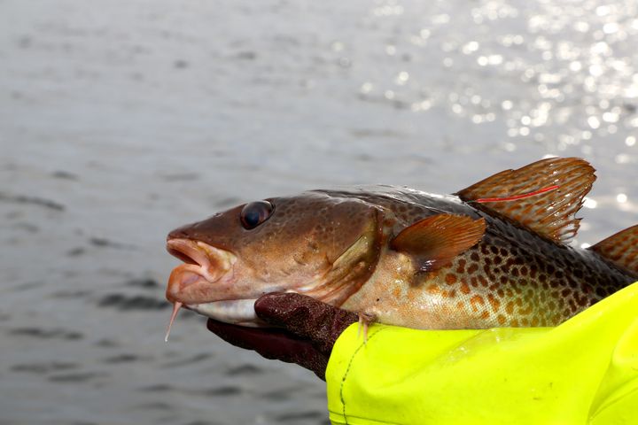 Dersom torsken skal overleve i framtiden, må merdene lukkes.
