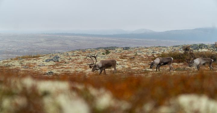 Også jegerne bidrar for en fremtidig robust villreinbestand, sier NJFF.