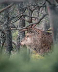 1. september starter hjortejakta. Med ny viltressurslov er det ikke lov med termiske siktemidler på hjortejakt, hvis ikke kommunen har åpnet for det gjennom lokal forskrift. NJFF ber derfor hjortejegerne om å sjekke hva som gjelder i kommunen de skal jakte i.