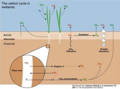 Illustrasjonen viser karbonsyklusen til en myr. Kilde: Hvordan redusere konsekvensene ved inngrep i myr? (Sweco, Nye Veier)
