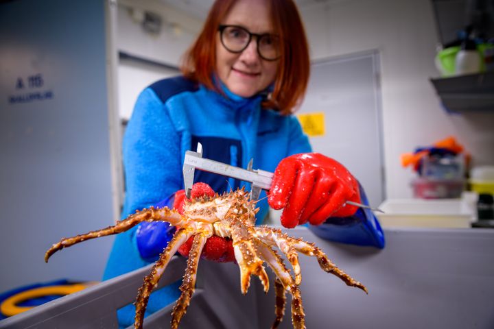 Prosjektleder Grete Lorentzen kan slå fast at krabben i forskningsprosjektet «Helt konge» vokser godt og har kommet seg gjennom det første, kritiske skallskiftet med strålende resultat. Foto: Lars Åke Andersen, Nofima